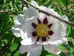 P. rockii sub linyanshani tree peony with a white flower