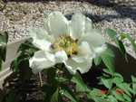 P. rockii tree peony; close-up of flower with early frost damage