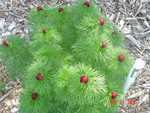 Paeonia tenuifolia in bud - a species peony - commonly sold as a fern leaf peony