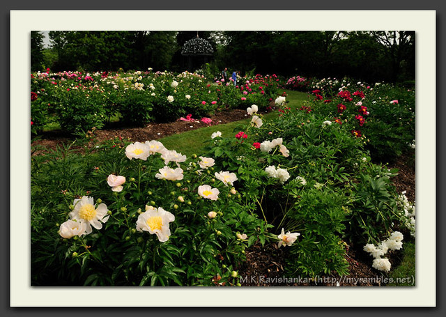 Field of Beauty